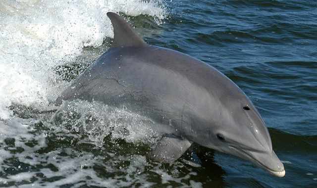 I delfini "baresi":  possibile ammirarli anche vicino alla costa, ma mancano studi su di loro